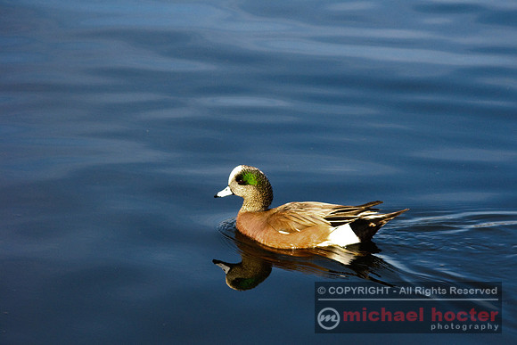 American Wigeon