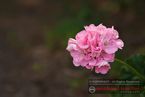 Pink Geranium