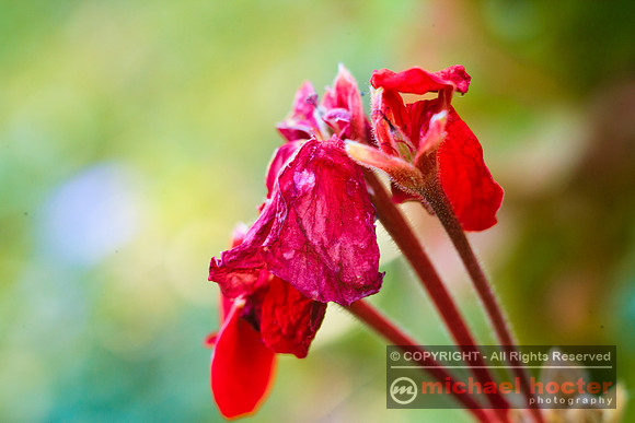 Wilted
