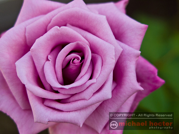 Yet Another Rose Macro