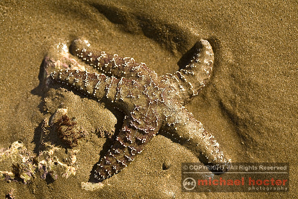 Starfish