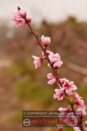 Peach tree blossoms