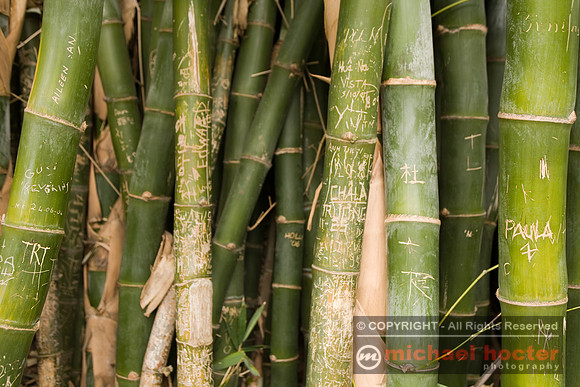 Graffiti Bamboo