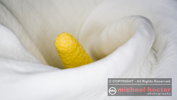 Calla Lily #77