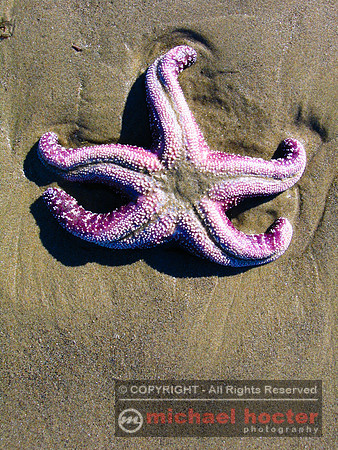 Starfish, Leo Carillo Beach
