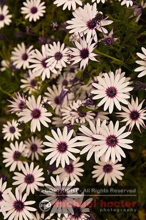 Huntington-20070415-5D-078