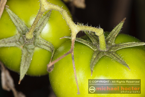 Green Tomatoes