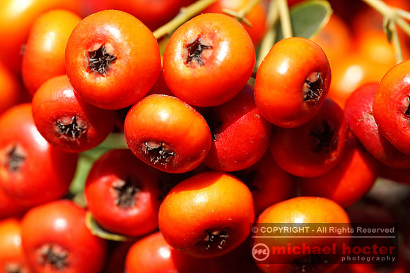 Red Berries