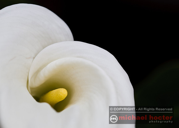 Calla Lily #1